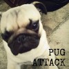 Pug attack.