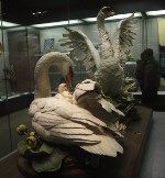 A pair of swans given by President Richard Nixon.