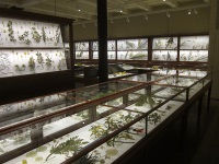 The Blaschka glass flowers at Harvard Museum Of Natural History.