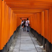 Thousands of torii.